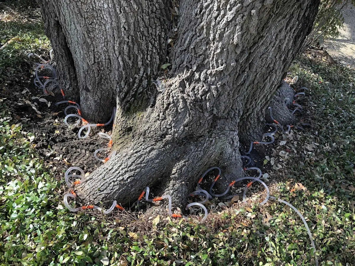 Detailed Tree Cabling and Bracing job site in Black Creek