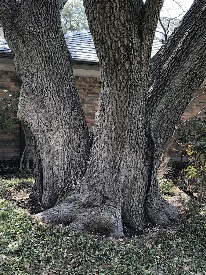 Mature heritage tree close to a Black Creek property cared for by certified arborists